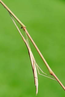 Pink-winged stick insect (Sipyloidea sipylus)