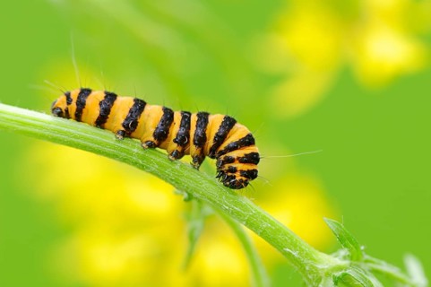 Caterpillar of the Cinnabar Moth (Tyria jacobaeae)