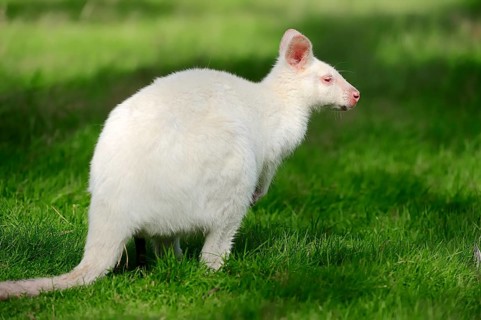 Red-necked wallaby (Macropus rufogriseus)