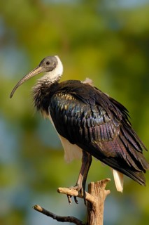 Straw-necked Ibis (Threskiornis spinicollis