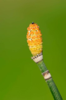 Rough horsetail (Equisetum hyemale)