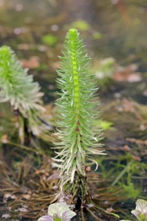Common mare's tail (Hippuris vulgaris)