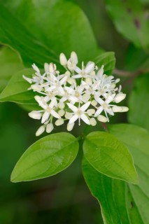 Common dogwood (Cornus sanguinea) flowers