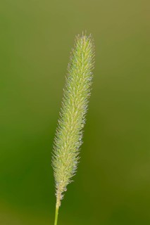 Timothy-grass (Phleum pratense)