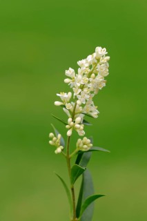 Common privet (Ligustrum vulgare)