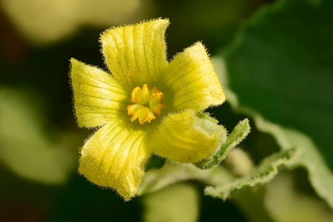Squirting cucumber (Ecballium elaterium)