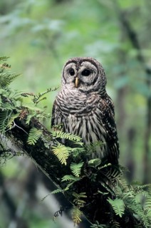 Barred Owl (Strix varia)