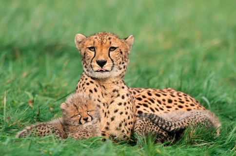 Cheetah (Acinonyx jubatus)