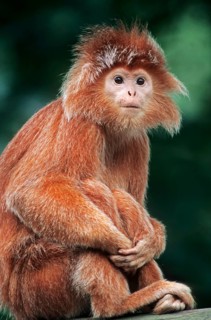 Eastern Javan lutung or spangled ebony lutung (Trachypithecus auratus auratus)