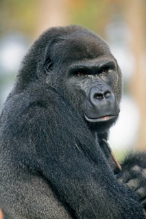 Western Lowland Gorilla (Gorilla gorilla gorilla)