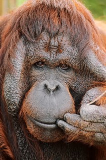 Bornean orangutan (Pongo pygmaeus)
