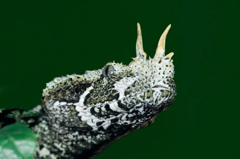 Rhinoceros viper (Bitis nasicornis)