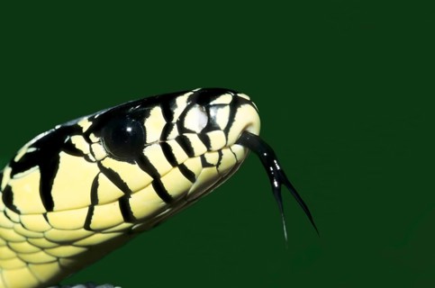 Caninana (Spilotes pullatus)