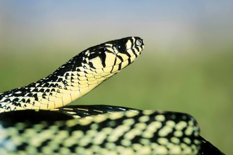 Caninana (Spilotes pullatus) native to South America