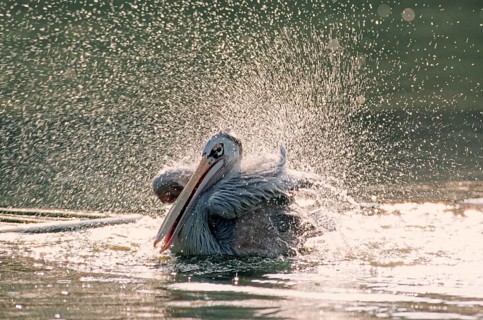 Pink-backed pelican (Pelecanus rufescens) bathing