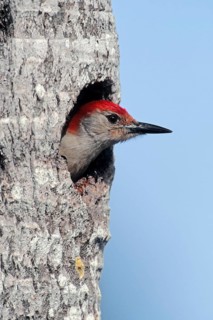 Red-bellied Woodpecker (Melanerpes carolinus) male looking out of nest cavity