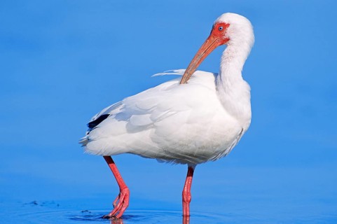 American white ibis (Eudocimus albus)