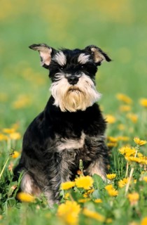 Miniature Schnauzer