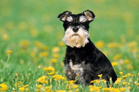 Miniature Schnauzer