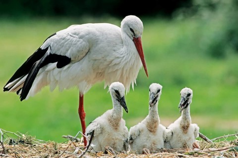 White Stork (Ciconia ciconia)