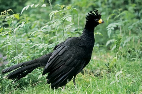 Bare-faced Curassow (Crax fasciolata)