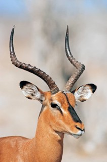 Black-faced Impala (Aepyceros melampus petersi)