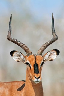 Black-faced Impala (Aepyceros melampus petersi)