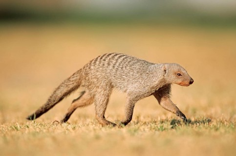 Banded mongoose (Mungos mungo)