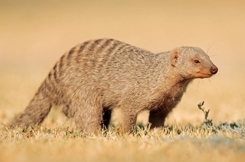 Banded mongoose (Mungos mungo)