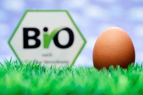Hen's egg and organic seal