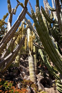 Exotic garden in Principality of Monaco