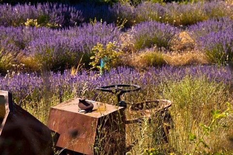 Derelict farm machine in a blooming field of Lavender (Lavandula angustifolia) around Boux