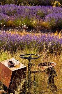 Derelict farm machine in a blooming field of Lavender (Lavandula angustifolia) around Boux