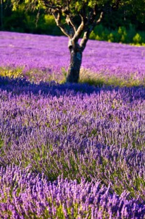 Blooming field of Lavender (Lavandula angustifolia)