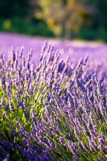 Blooming field of Lavender (Lavandula angustifolia)