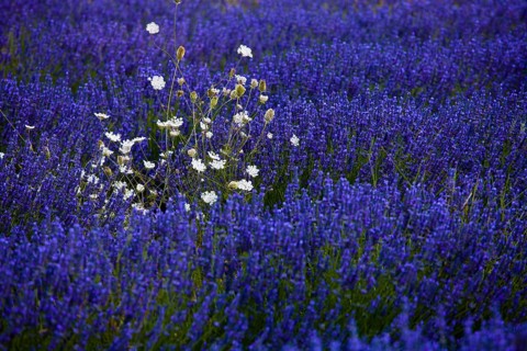 Blooming field of Lavender (Lavandula angustifolia) with crop weeds