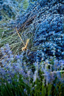 Freshly harvested Lavender (Lavandula angustifolia)