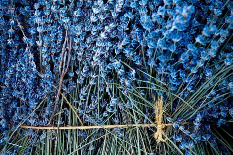 Freshly harvested Lavender (Lavandula angustifolia)
