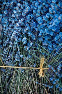 Freshly harvested Lavender (Lavandula angustifolia)