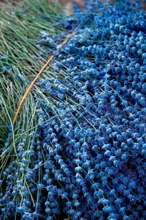 Freshly harvested Lavender (Lavandula angustifolia)