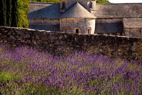 Blooming field of Lavender (Lavandula angustifolia) in front of Senanque Abbey