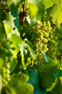Wine growing in vineyard near Lacoste and Bonnieux villages