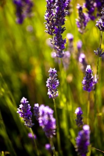 Lavender (Lavandula angustifolia)