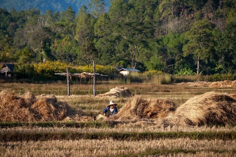 Woman wearing a hat while working in a harvested rice paddy
