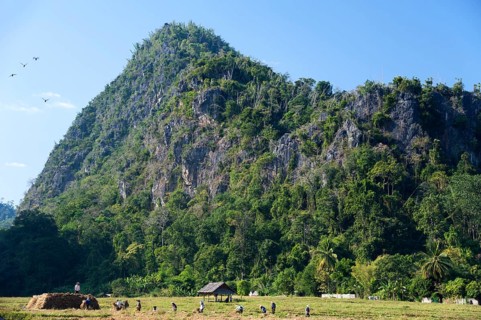People working on a harvested paddy field