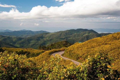Road through field of Tree marigold