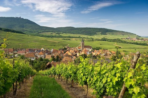 Hunawihr and its vineyards