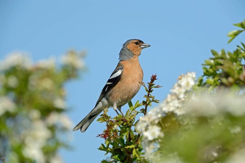 Chaffinch (Fringila coelebs)