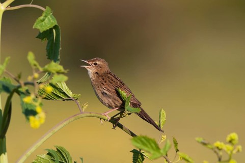 Common Grasshopper Warbler (Locustella naevia) singing
