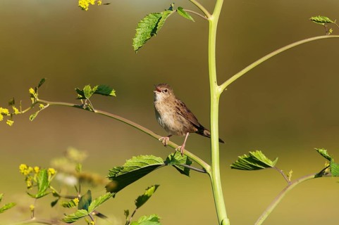 Common Grasshopper Warbler (Locustella naevia) singing